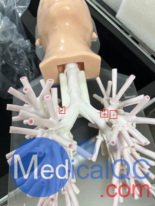 WEK-B05內(nèi)窺鏡支氣管模體，WEK-B05支氣管模型