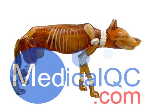 Dog Phantom，牧羊犬模體，兼容 X 射線/CT 和 MRI 成像