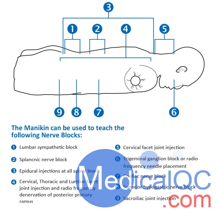 AR351脊椎穿刺模體，Adam，Rouilly脊椎穿刺模體
