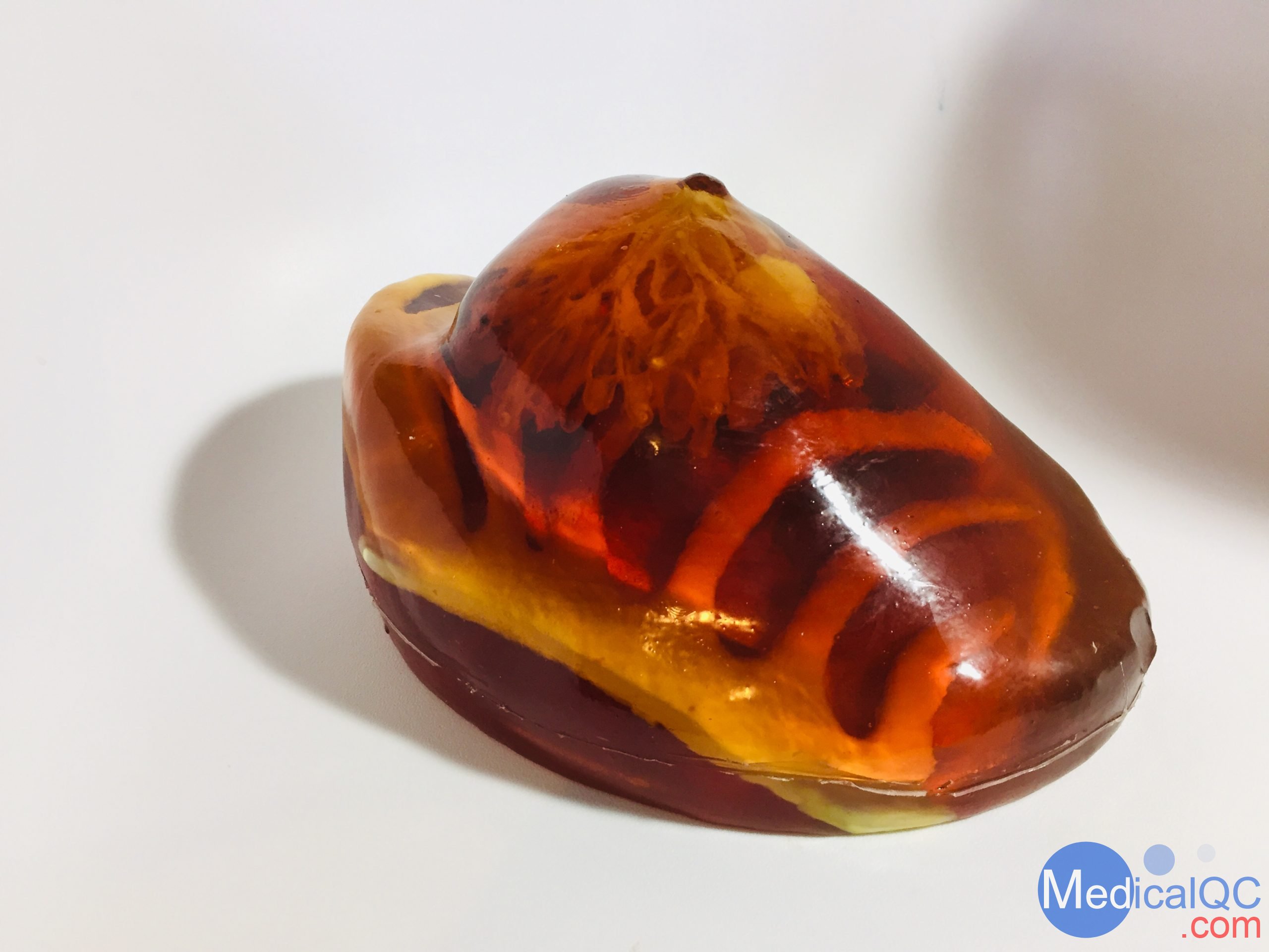 BT-A01乳房模體，BT-A01解剖乳房模體