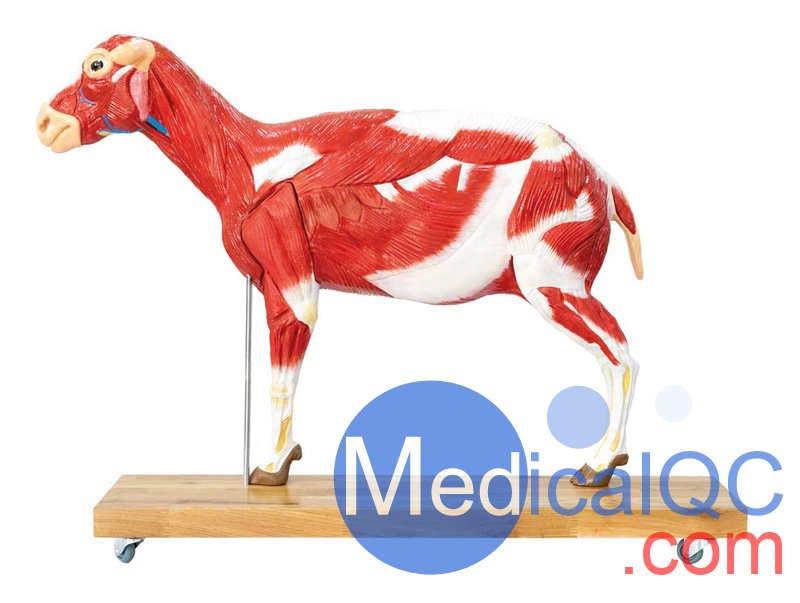 VET3310綿羊模型,VET3310綿羊模體，VET3310獸醫(yī)用模體