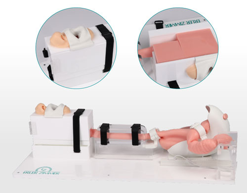 7150胃腸鏡模體，EGD模擬器，7150 EGD模體