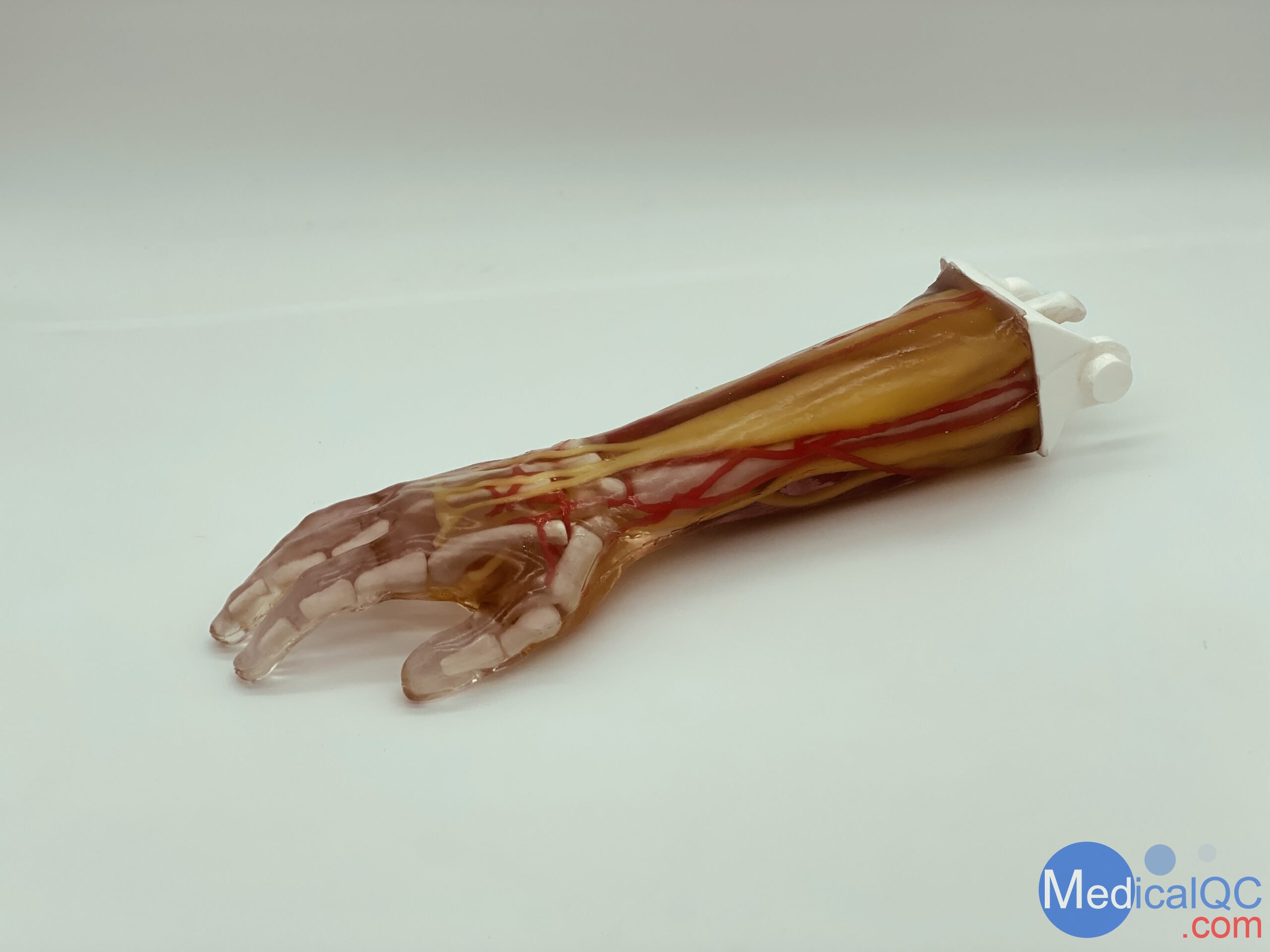 AR-A03成人手臂模型，AR-A03成人手臂模體