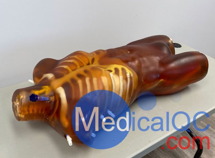 TO-A02成人軀干模體，TO-A02動(dòng)態(tài)心臟運(yùn)動(dòng)軀干模體