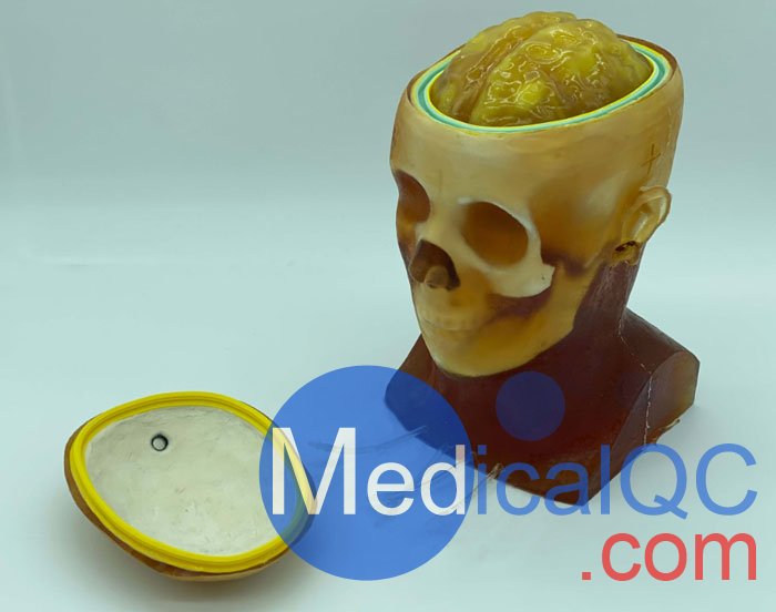HD-C03成人頭模，HD-C03血管造影頭模，HD-C03頭部模體