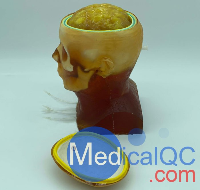 HD-C03成人頭模，HD-C03血管造影頭模，HD-C03頭部模體
