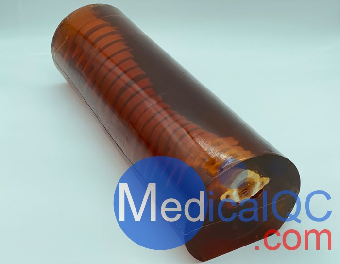 SE-A02成人脊柱模型，SE-A02脊柱模體,SE-A02脊椎模體