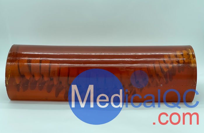 SE-A02成人脊柱模型，SE-A02脊柱模體,SE-A02脊椎模體