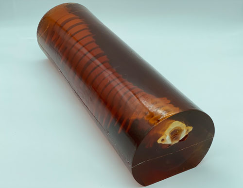 SE-A02成人脊柱模型，SE-A02脊柱模體,SE-A02脊椎模體