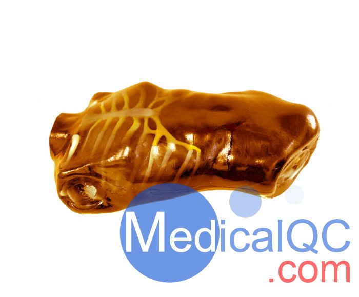 US-A04 FAST訓(xùn)練軀干模體，US-A04超聲軀干模體