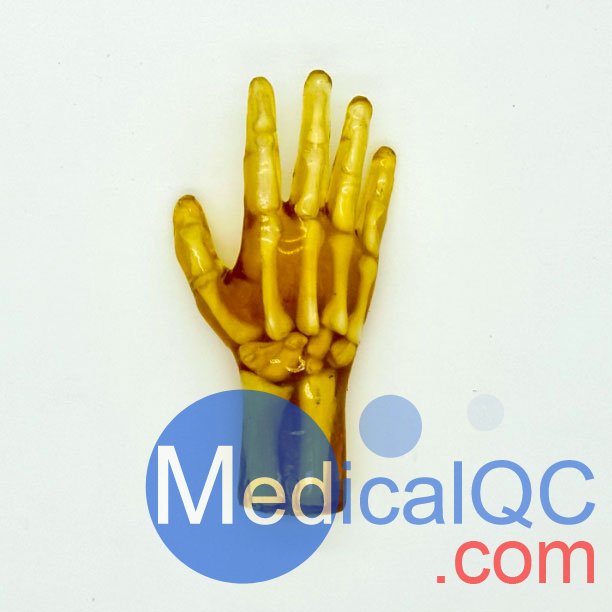 HN-P01兒童手掌模體，HN-P01手掌模型