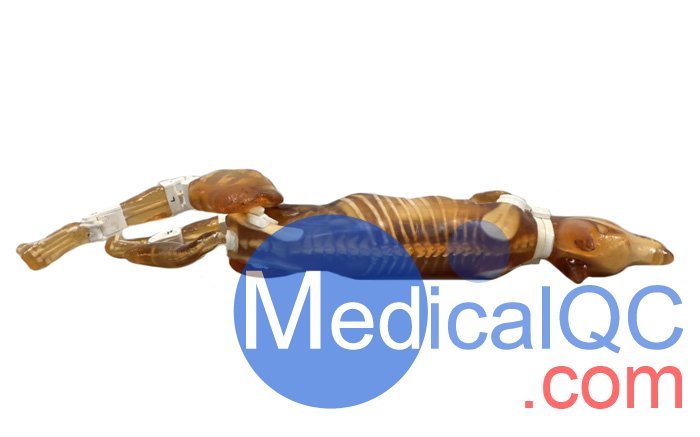 Dog Phantom，牧羊犬模體，模型實(shí)物圖