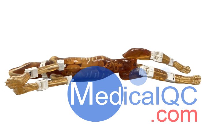 Dog Phantom，牧羊犬模體，模型實(shí)物圖