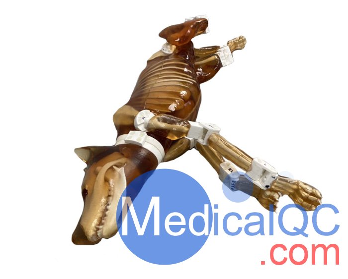 Dog Phantom，牧羊犬模體，模型實(shí)物圖