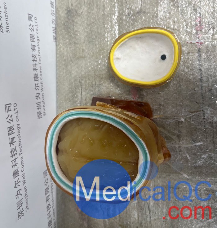 HD-C03成人頭模，HD-C03血管造影頭模，HD-C03頭部模體實(shí)拍圖