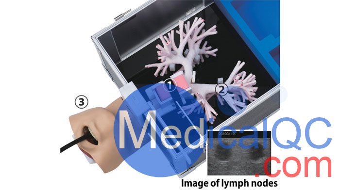 LM-099超聲支氣管鏡模擬器,LM-099支氣管穿刺訓(xùn)練模型