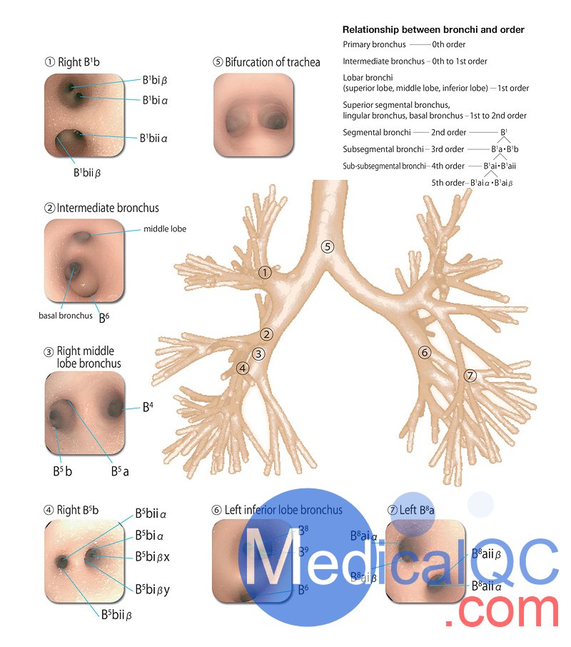 LM-099超聲支氣管鏡模擬器,LM-099支氣管穿刺訓(xùn)練模型