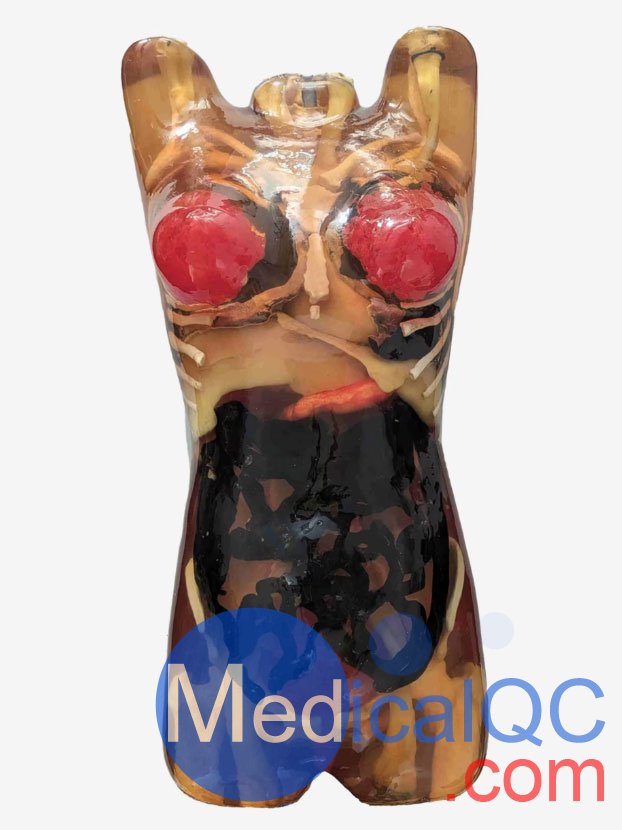 CT-A02成年女性軀干模體，CT-A02女性軀干模體