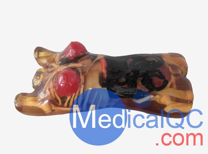 CT-A02成年女性軀干模體，CT-A02女性軀干模體