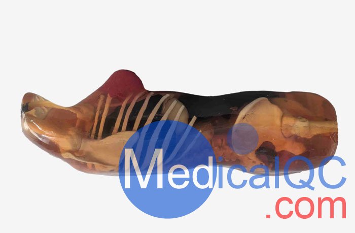 CT-A02成年女性軀干模體，CT-A02女性軀干模體